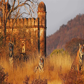 Ranthambore-Tiger-Safari