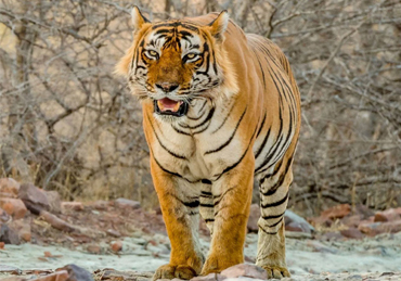 Ranthambore-National-Park